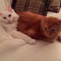 Spooky and Mischief update!