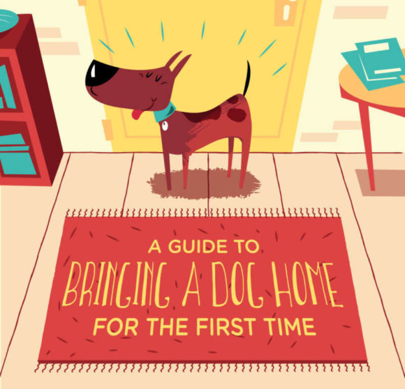 Everything You Should Know Before You Bring a Dog Home for the First Time